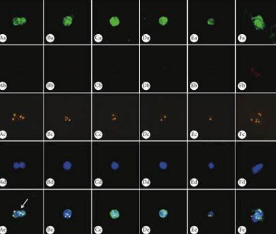 肺癌循環(huán)腫瘤DNA檢測儀?